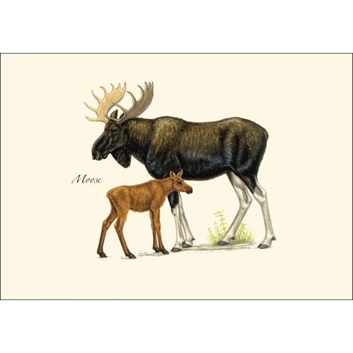 Mammal Assortment
