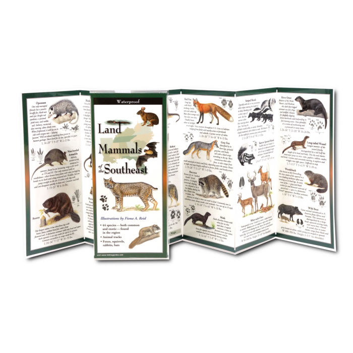 Land Mammals of the Southeast