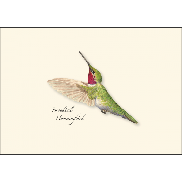 Western Hummingbird Assortment