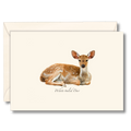 White-tailed Deer