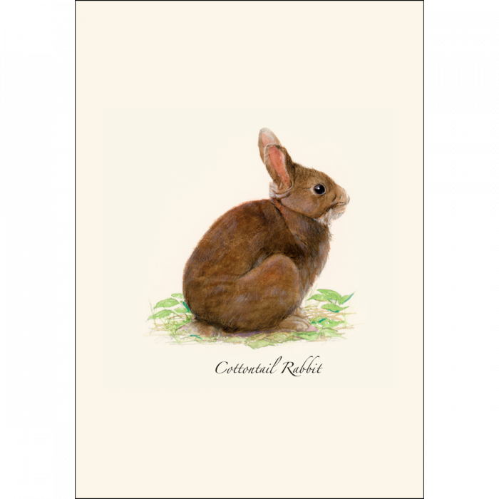 Cottontail Rabbit
