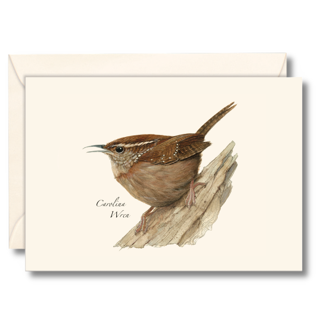 Carolina Wren