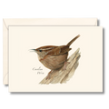 Carolina Wren
