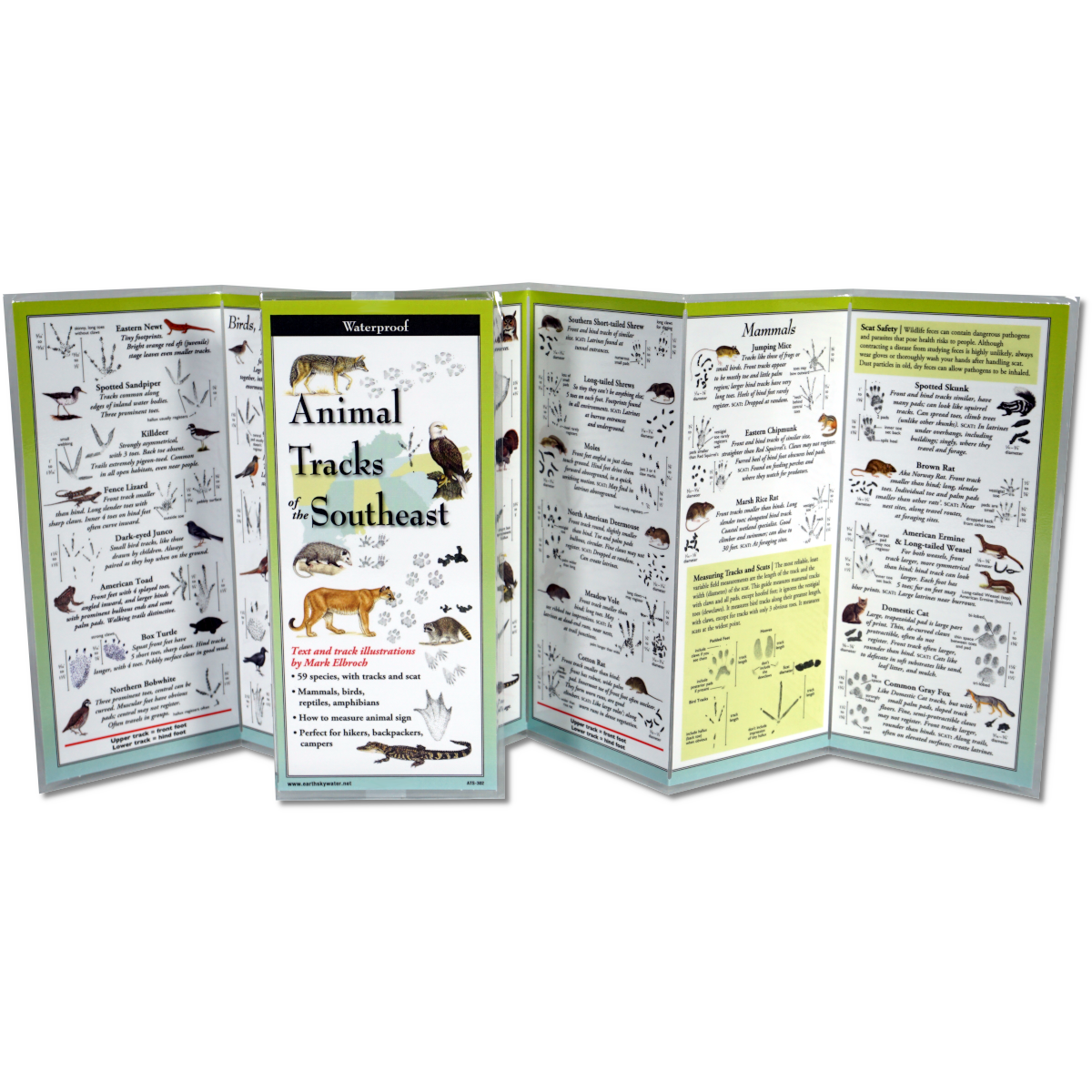 Animal Tracks of the Southeast