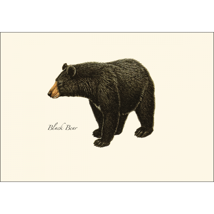 Black Bear