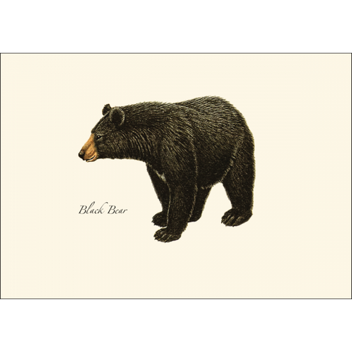 Black Bear Notecard Set