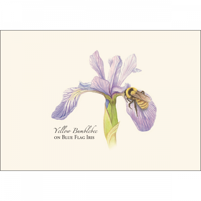 Bumblebee Assortment Notecard Set