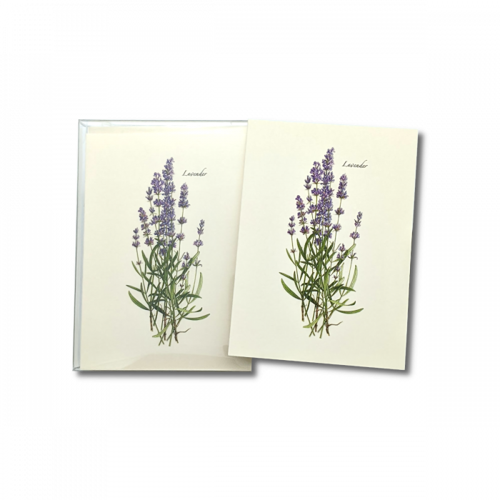 Lavender