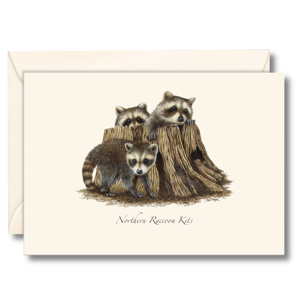 Raccoon Kits Notecard Set