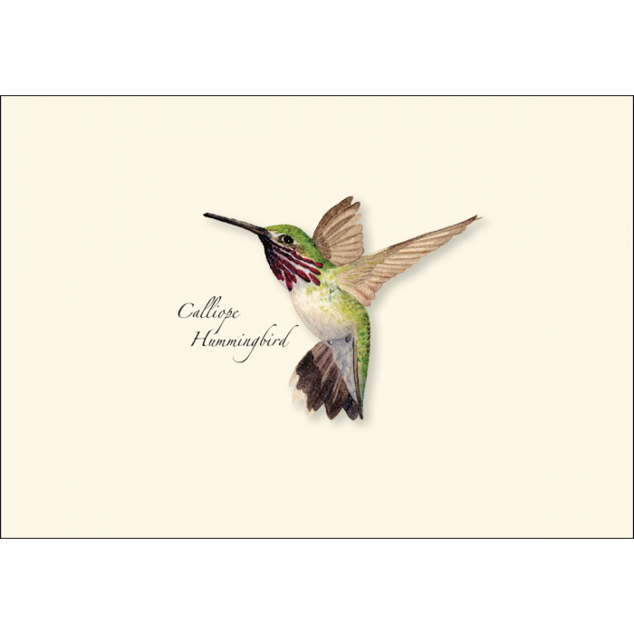 Western Hummingbird Assortment