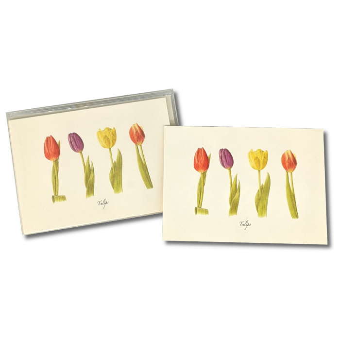 Tulips