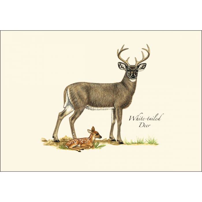 Mammal Assortment