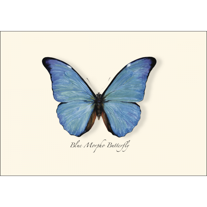Blue Morpho Butterfly