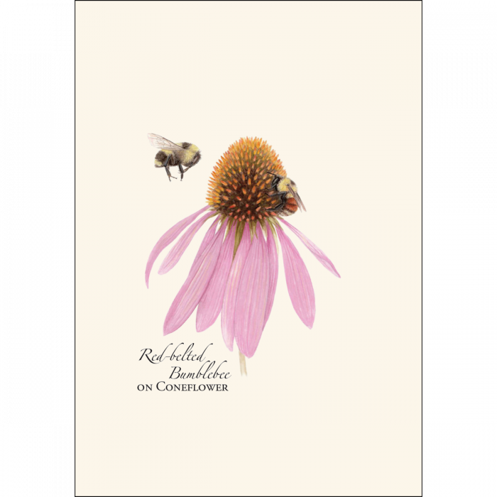 Bumblebee Assortment Notecard Set