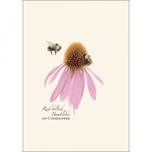 Bumblebee Assortment Notecard Set