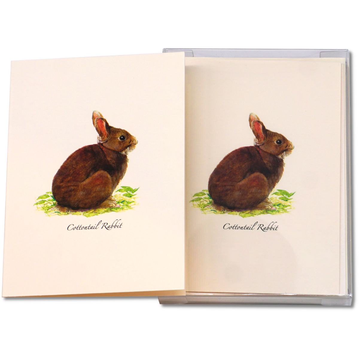 Cottontail Rabbit