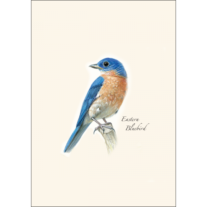 Bluebird II