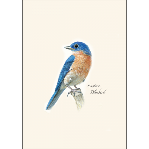 Bluebird II