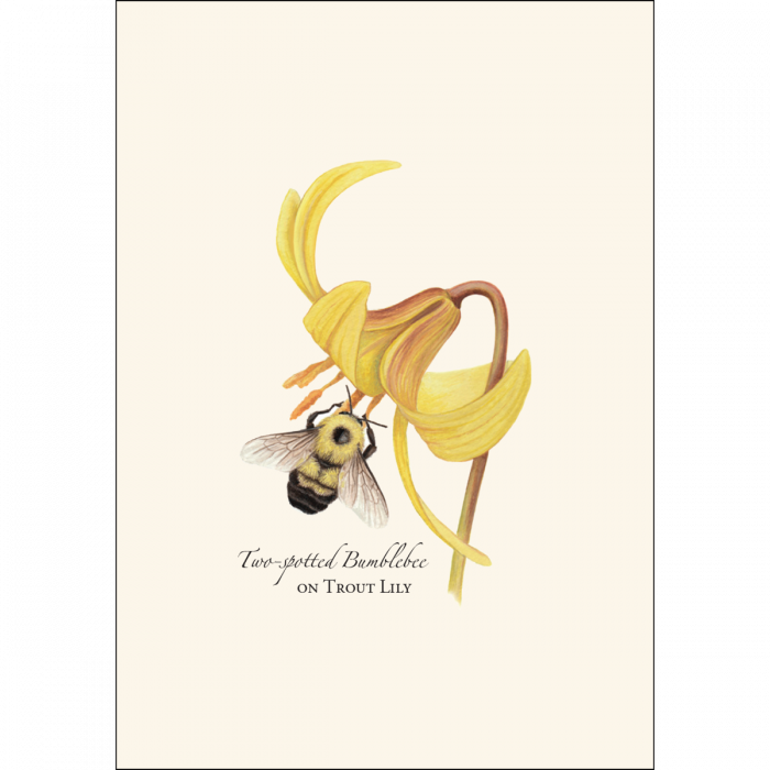 Bumblebee Assortment Notecard Set