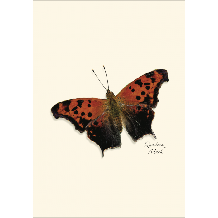 Butterfly Assortment