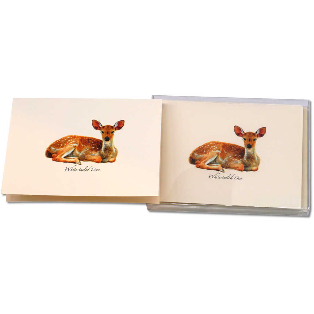 White-tailed Deer
