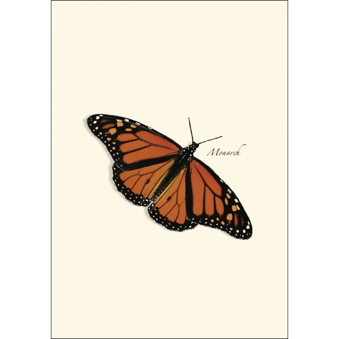 Butterfly Assortment