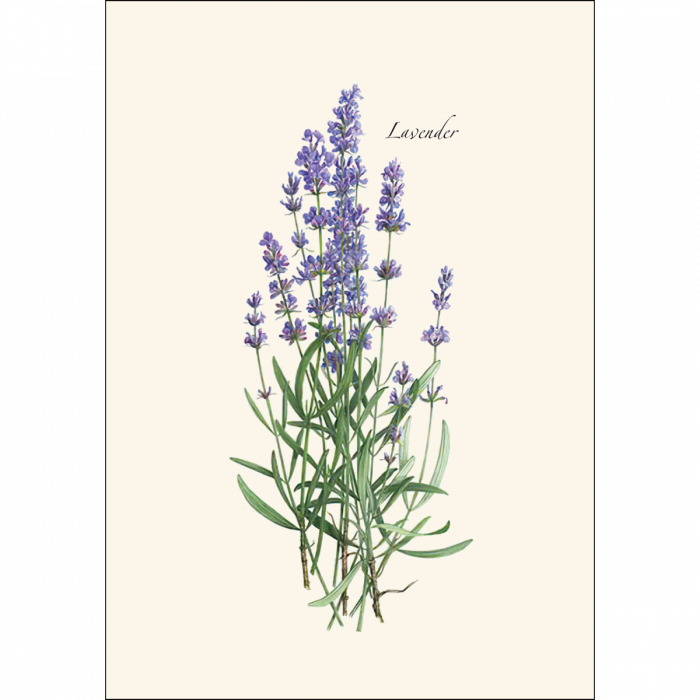 Lavender