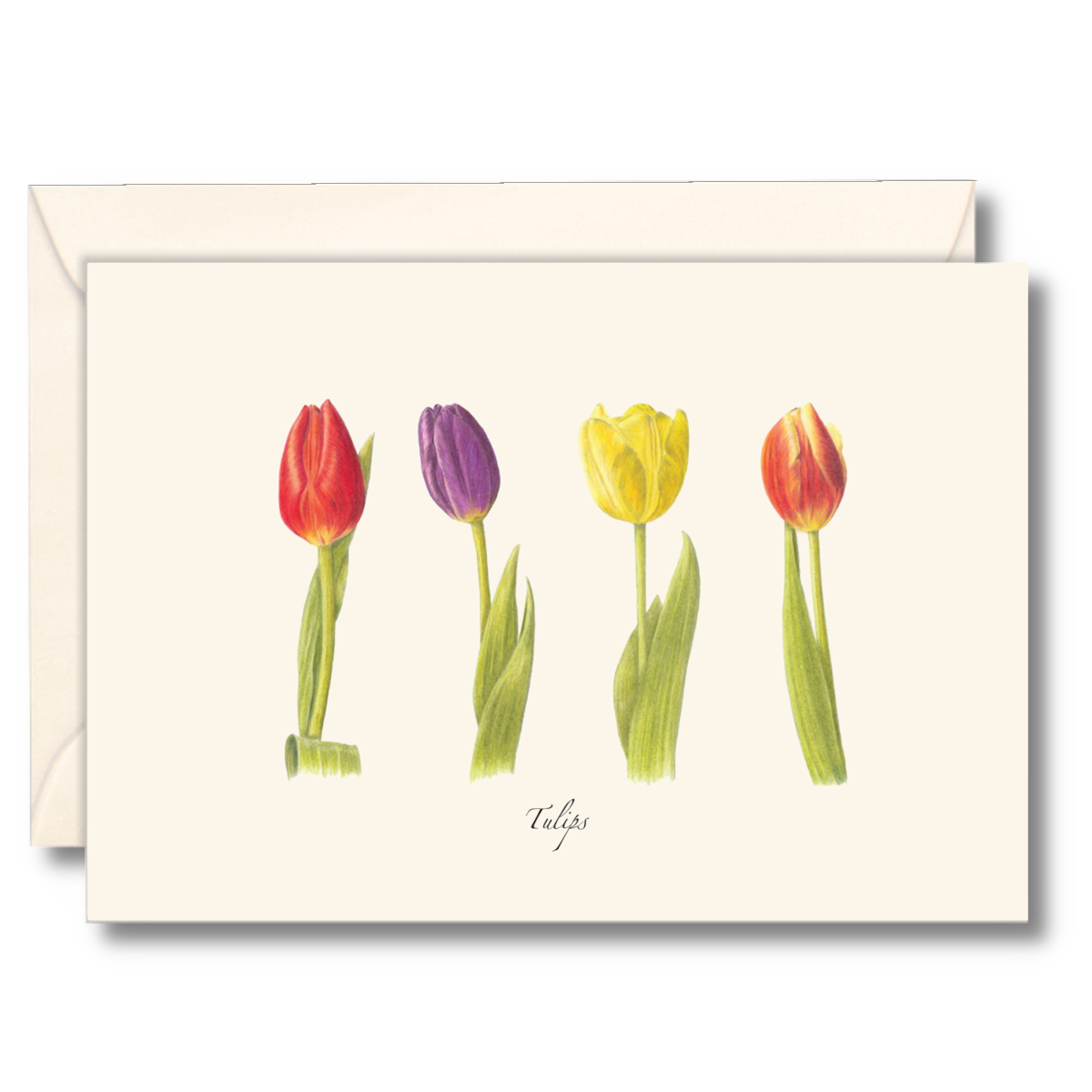 Tulips