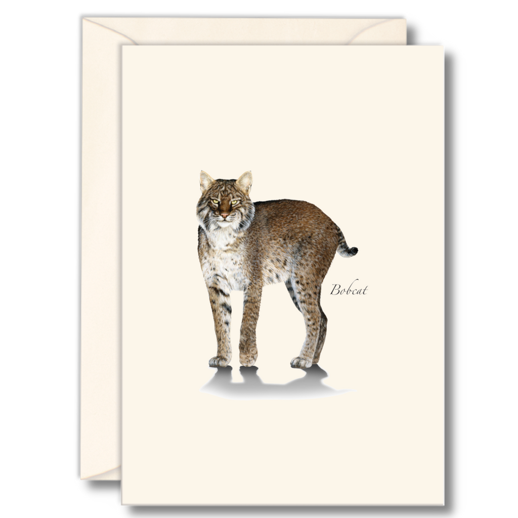 Bobcat Boxed Notecard Set