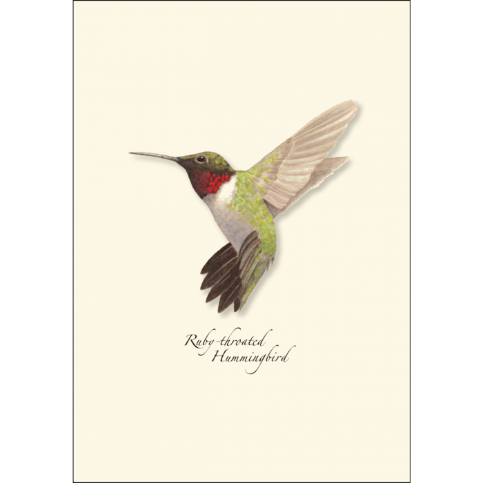 Ruby-throated Hummingbird