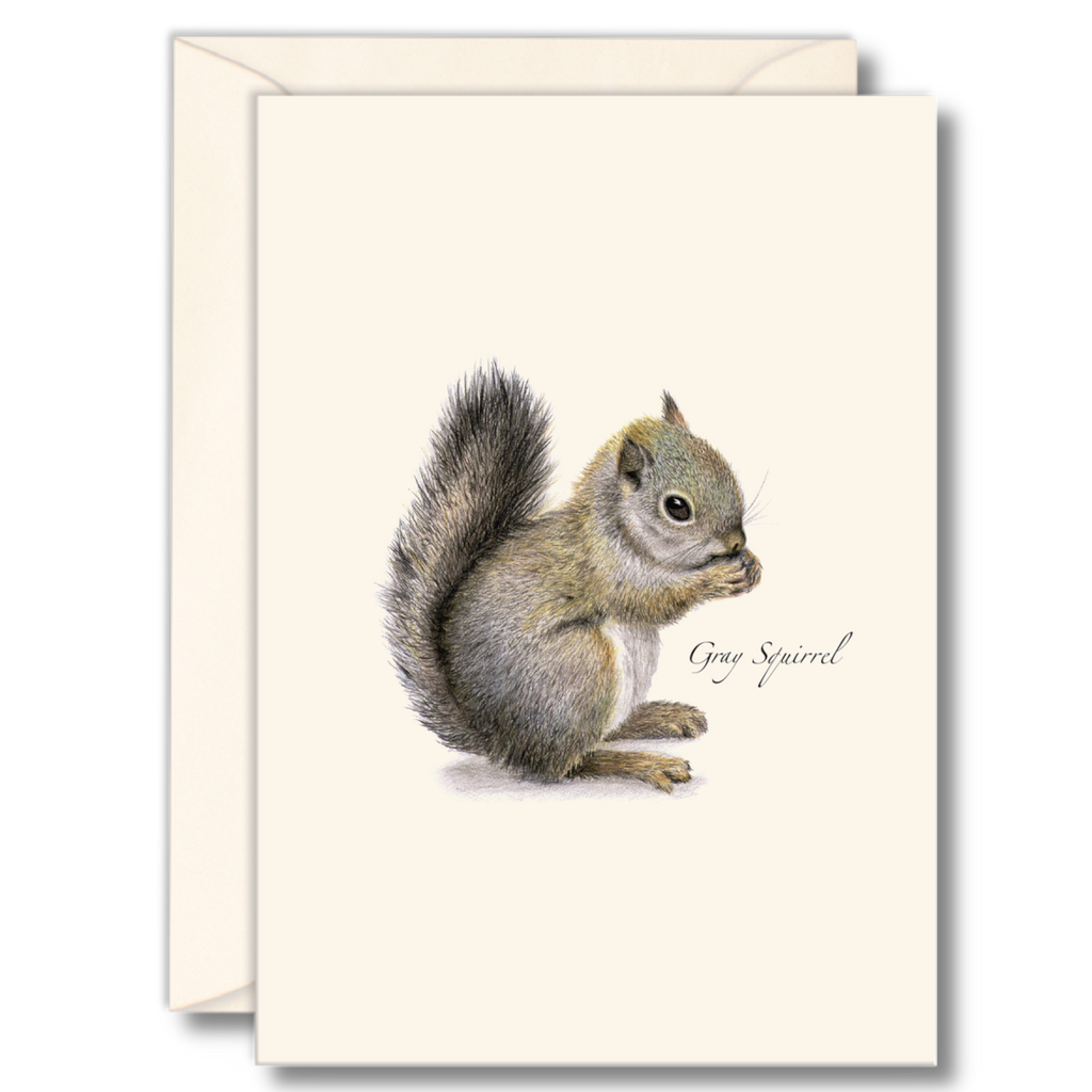 Gray Squirrel