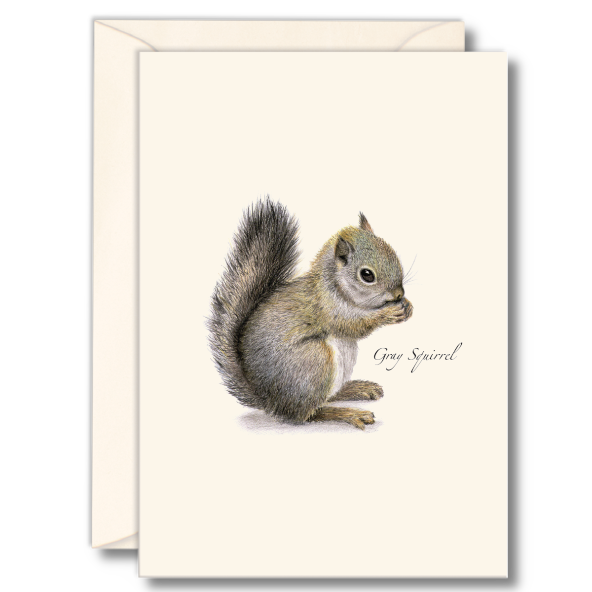 Gray Squirrel