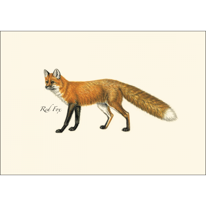 Mammal Assortment