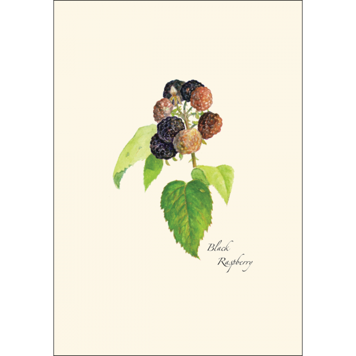 Berry Assortment Notecard Set