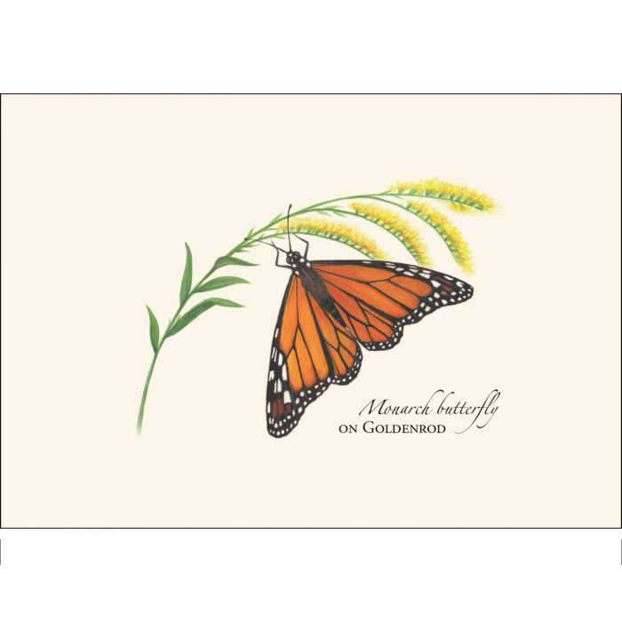 Monarch Butterfly on Goldenrod