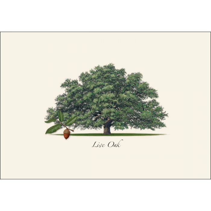 Live Oak Assorted Notecard Set