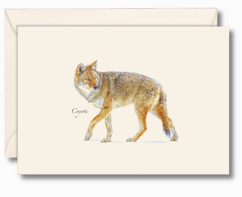 Coyote Assorted Notecard Set