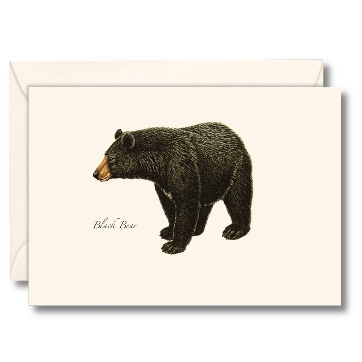Black Bear