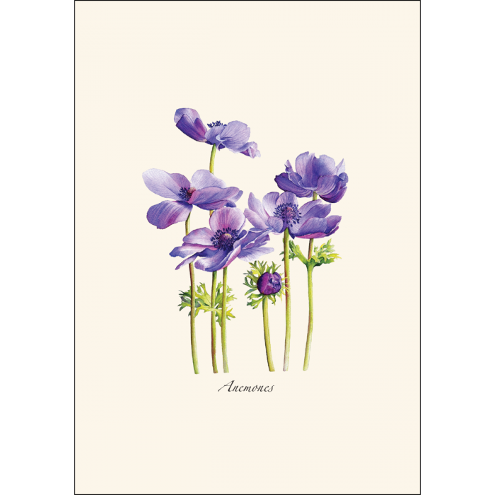 Anemones Notecard Set - 8 Cards & Envelopes