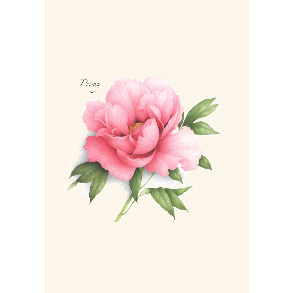Peony Assortment