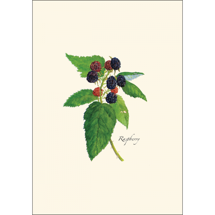 Berry Assortment Notecard Set