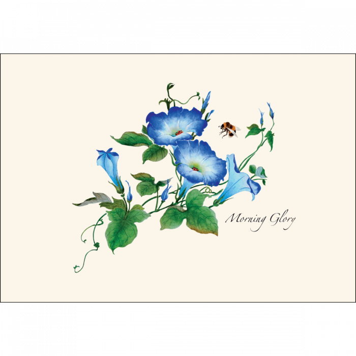 Morning Glories