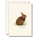 Cottontail Rabbit