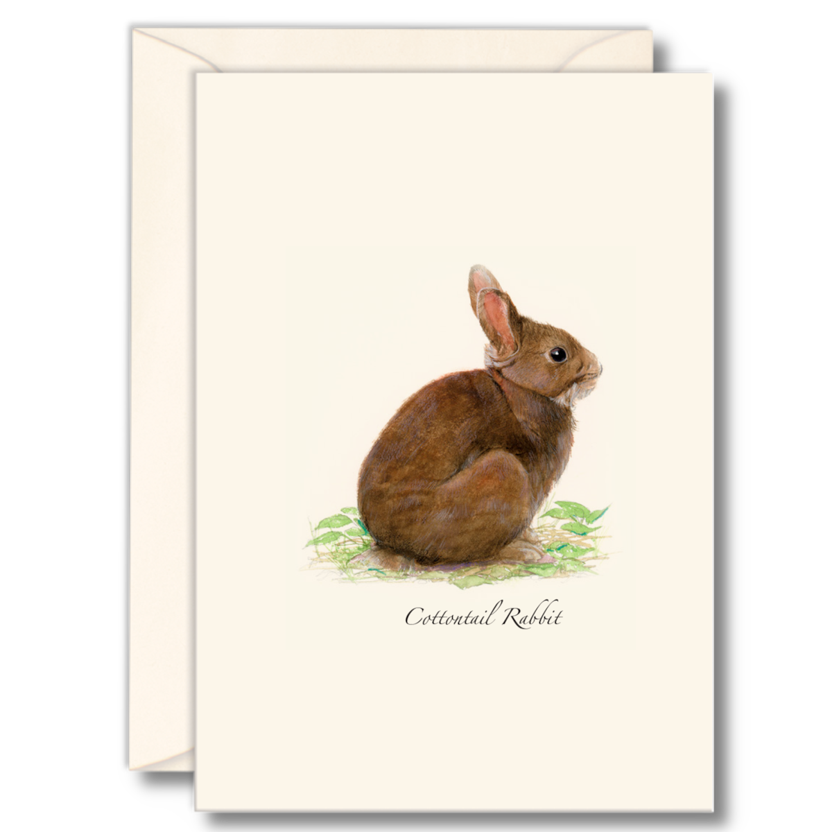 Cottontail Rabbit