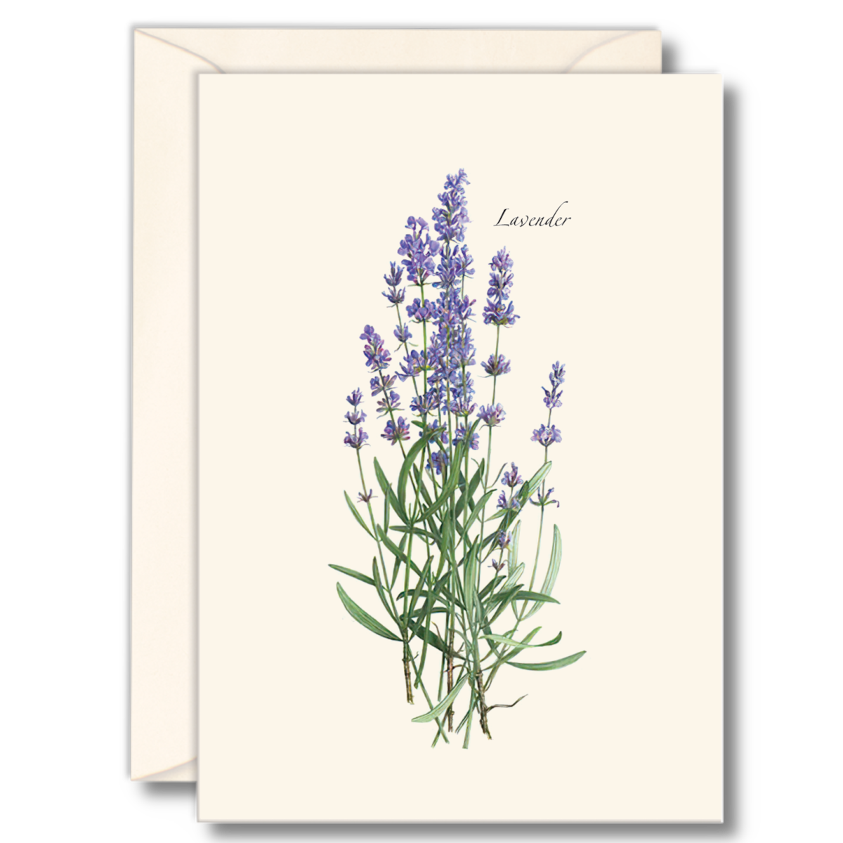 Lavender