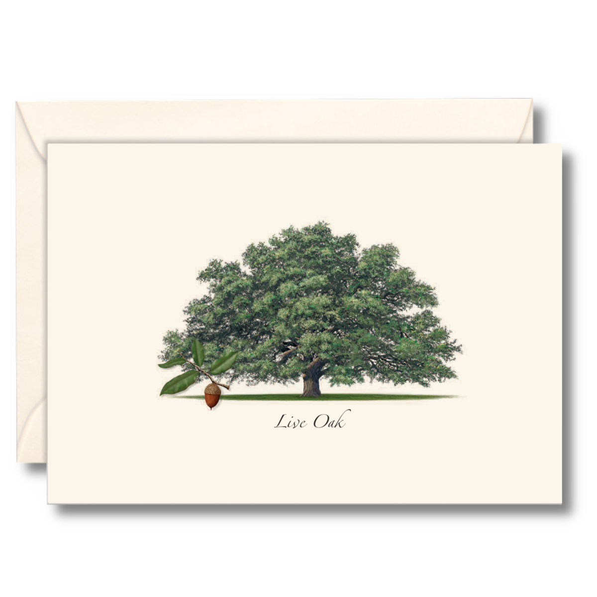 Live Oak Assorted Notecard Set