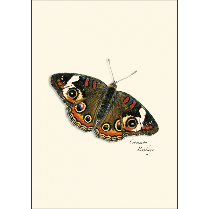 Butterfly Assortment