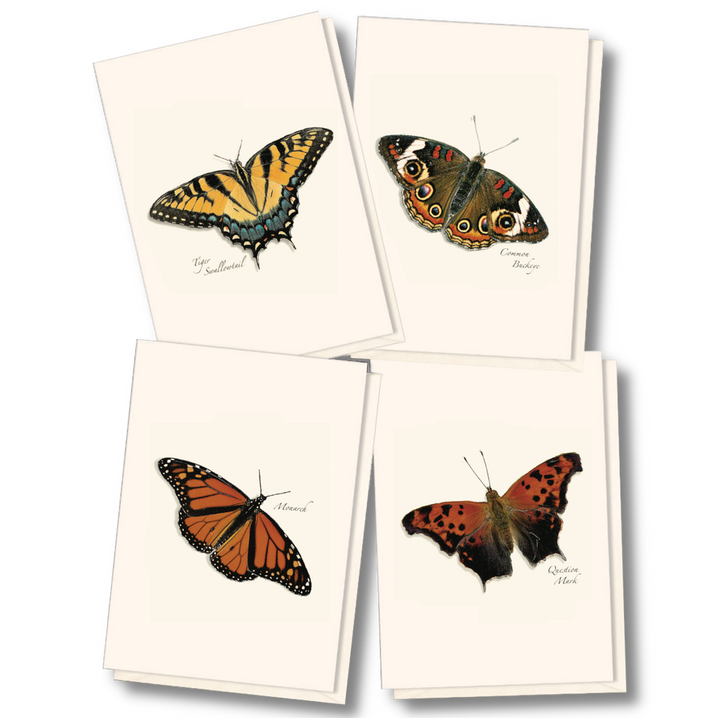 Butterfly Assortment