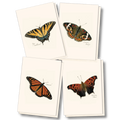 Butterfly Assortment