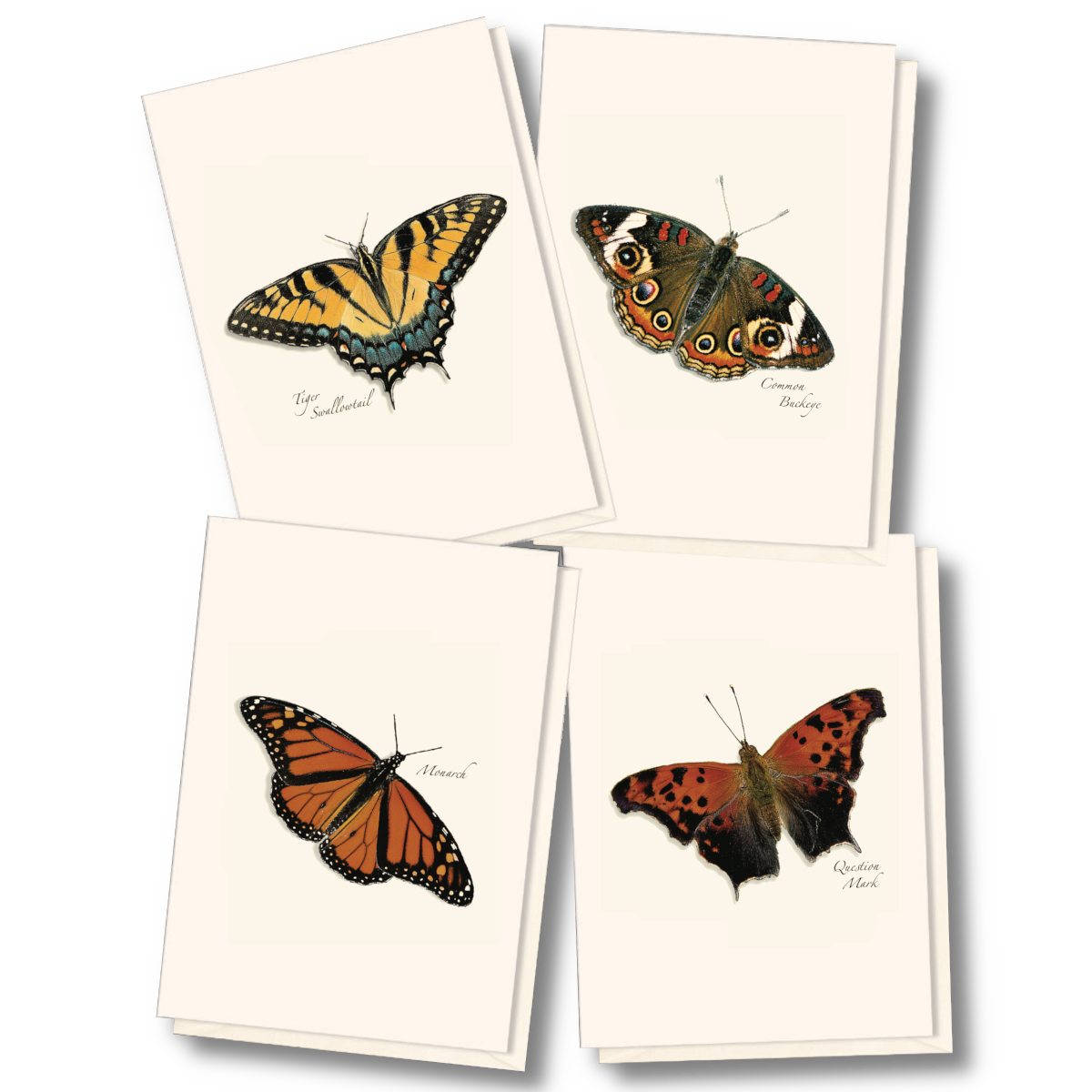 Butterfly Assortment